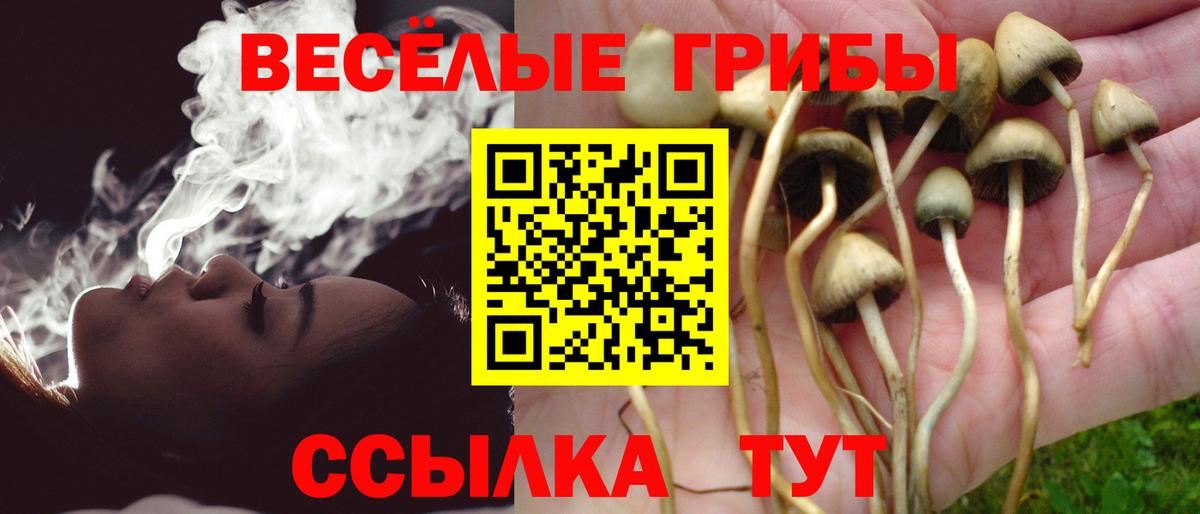 Псилоцибиновые грибы Cubensis  Вход с VPN  Кашира 